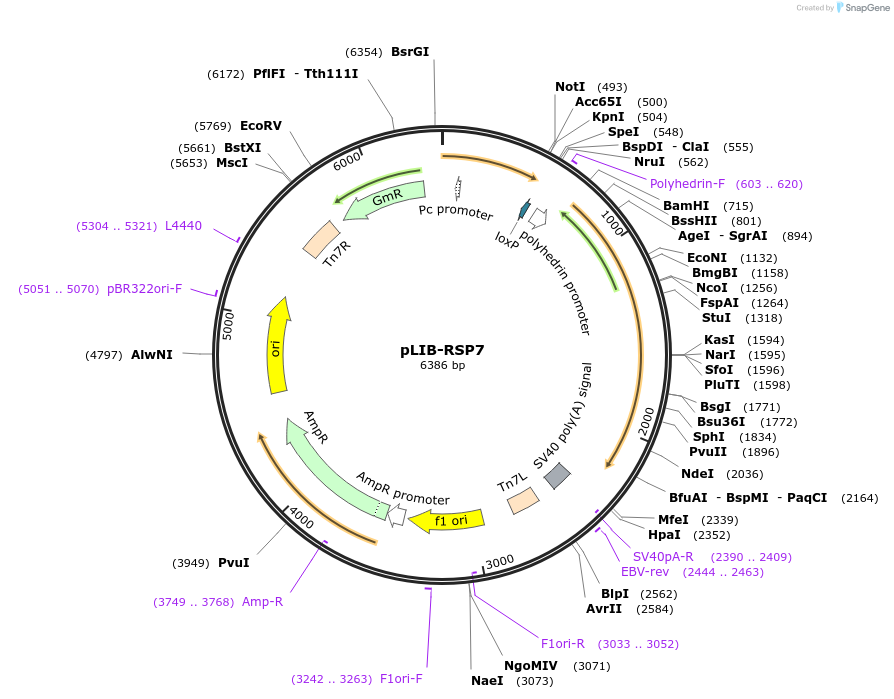 176696-plasmid-map-sequence-id-346859