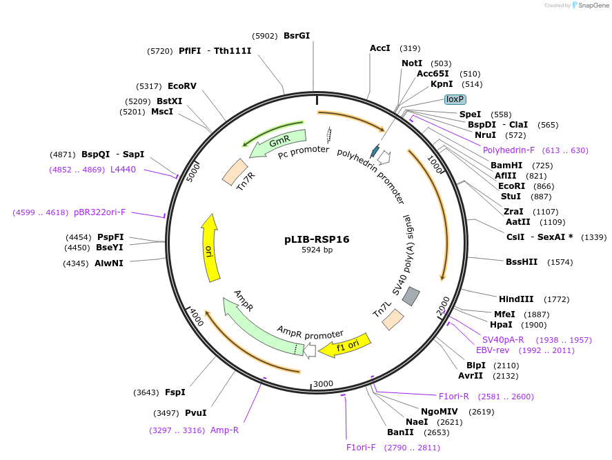 176701-plasmid-map-sequence-id-346861
