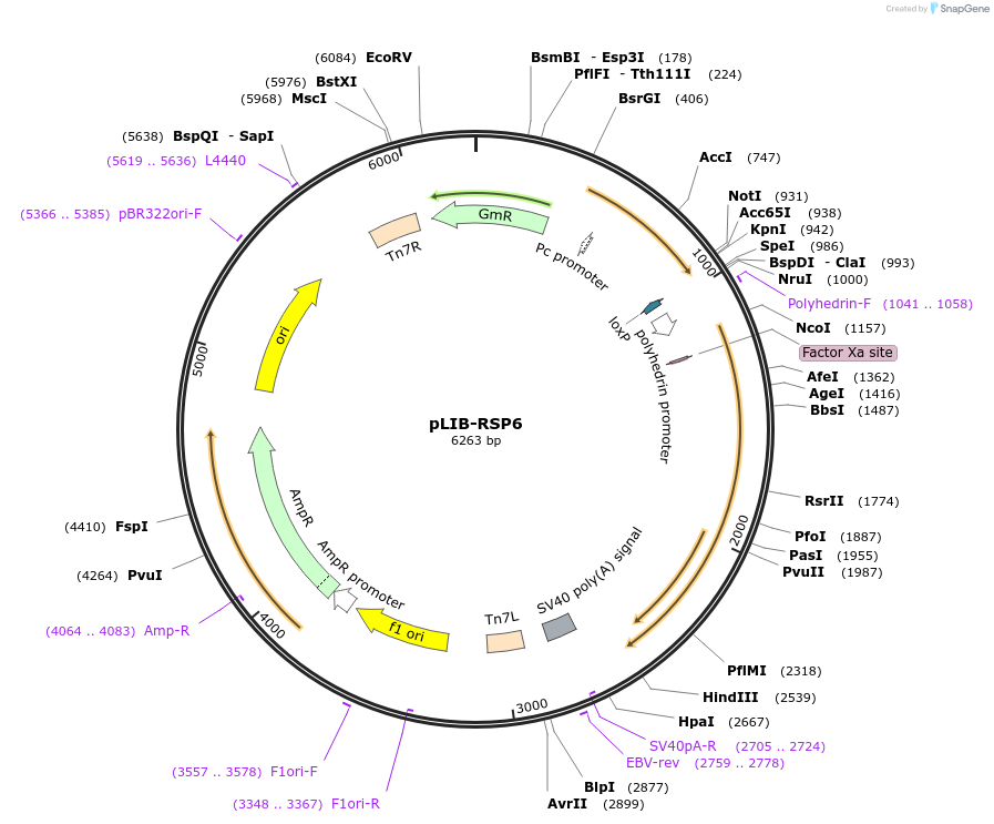 176695-plasmid-map-sequence-id-346862