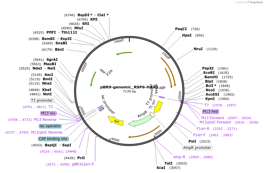 176703-plasmid-map-sequence-id-346864