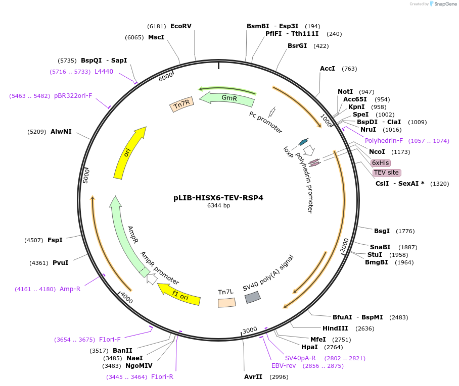 176693-plasmid-map-sequence-id-346865