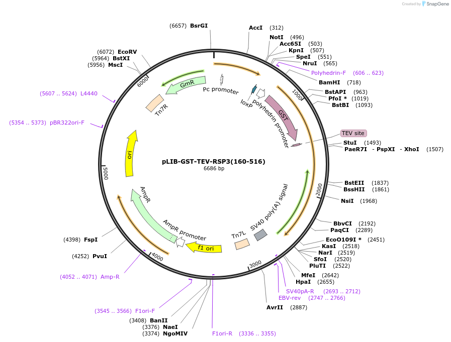 176692-plasmid-map-sequence-id-346866