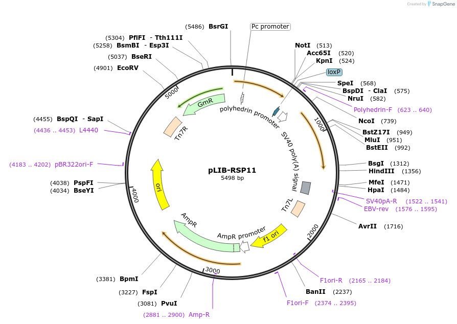 176699-plasmid-map-sequence-id-346868