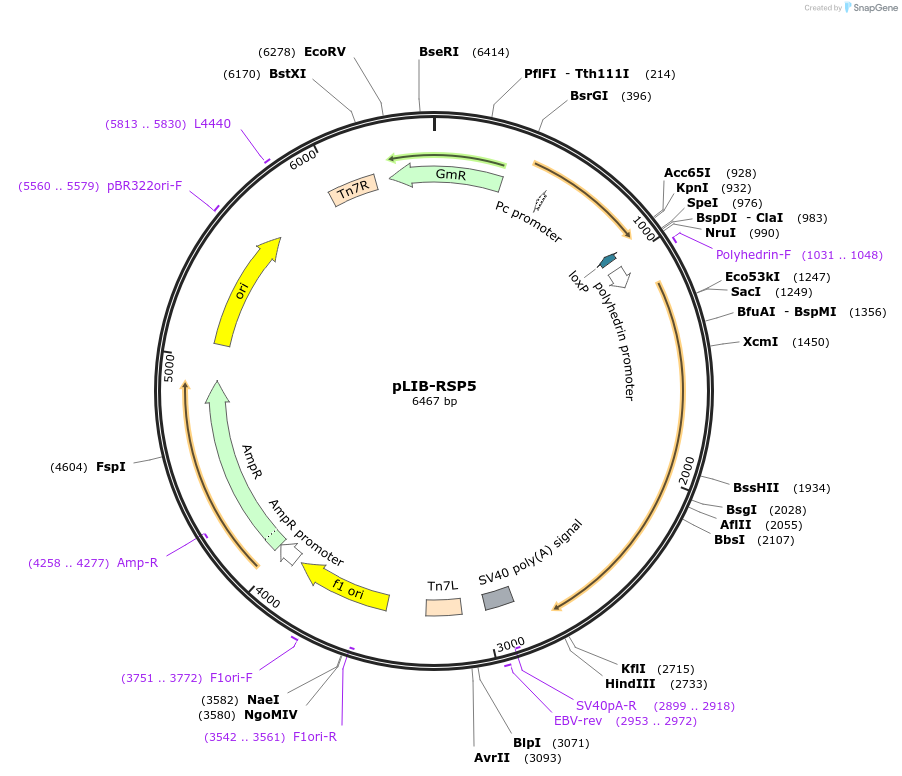 176694-plasmid-map-sequence-id-346869