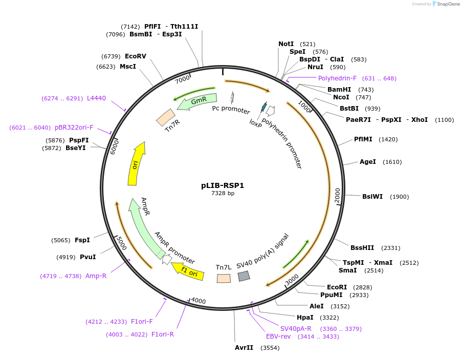 176690-plasmid-map-sequence-id-346870