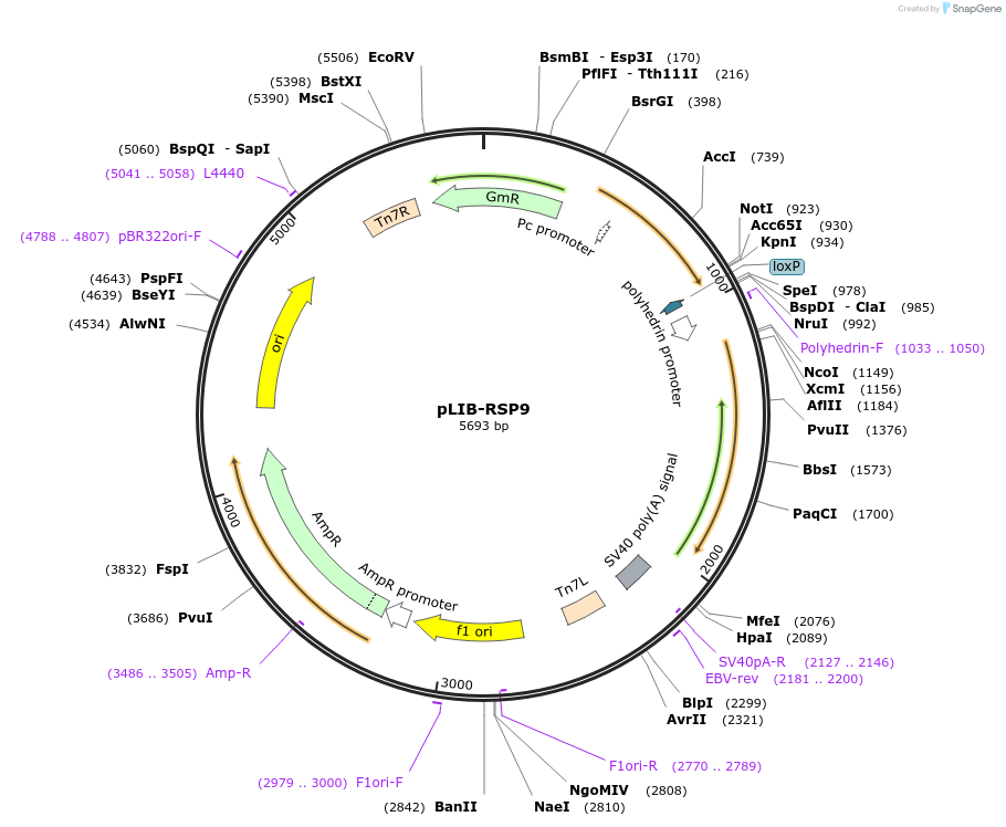 176697-plasmid-map-sequence-id-346871
