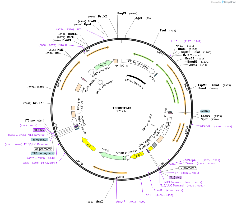 144619-plasmid-map-sequence-id-346881