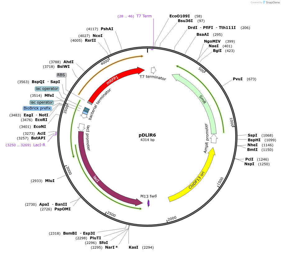 172559-plasmid-map-sequence-id-346958