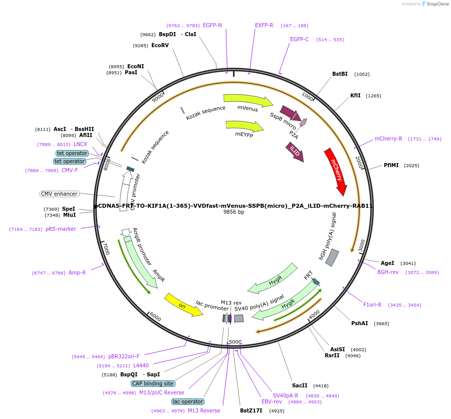 174646-plasmid-map-sequence-id-346959