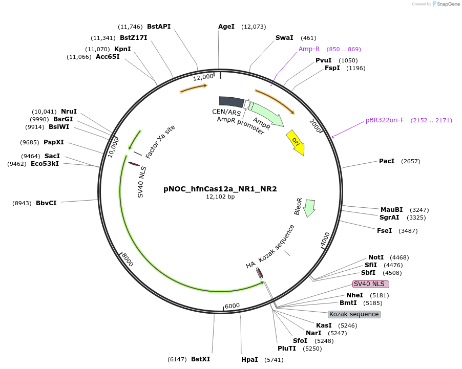 176252-plasmid-map-sequence-id-346964