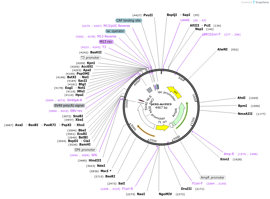 174036-plasmid-map-sequence-id-346966