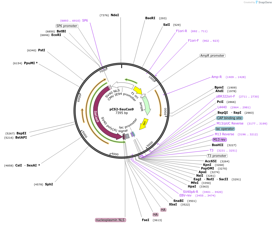 174040-plasmid-map-sequence-id-346968
