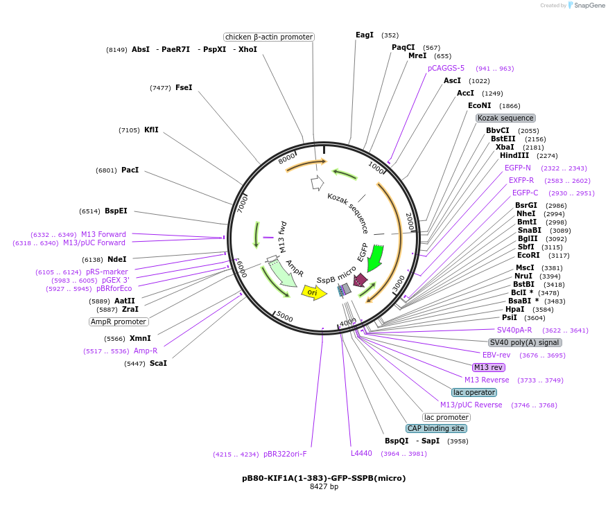 174627-plasmid-map-sequence-id-346971