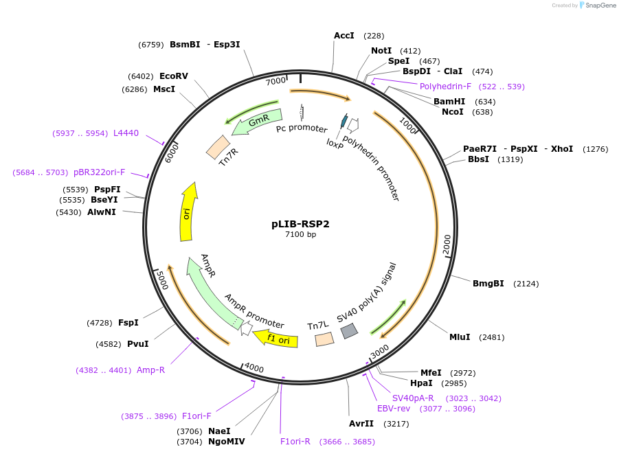176691-plasmid-map-sequence-id-346974