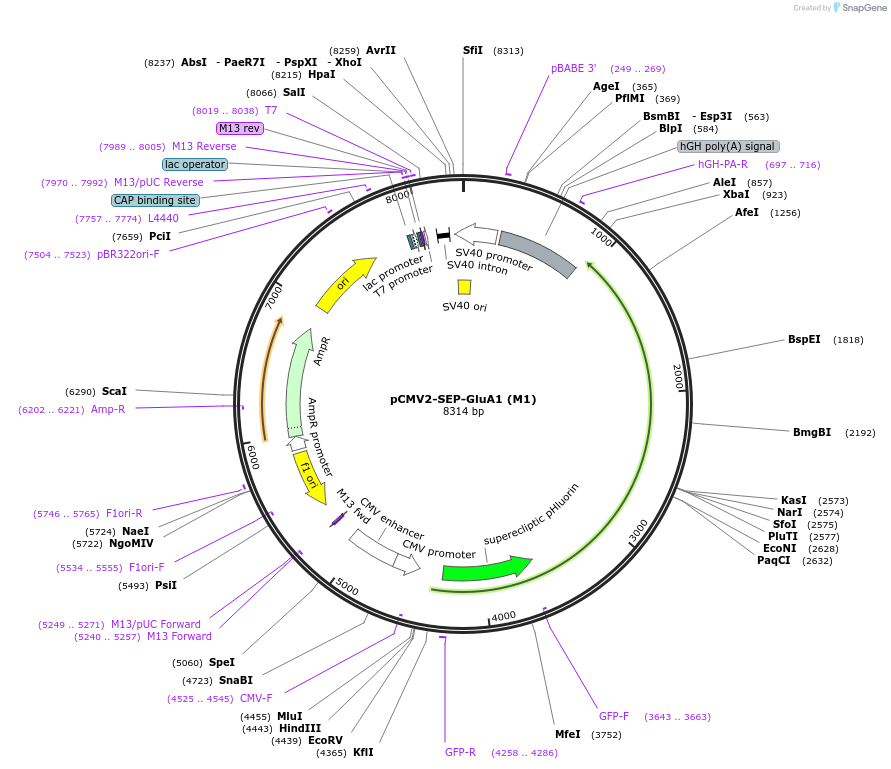 64942-plasmid-map-sequence-id-346980