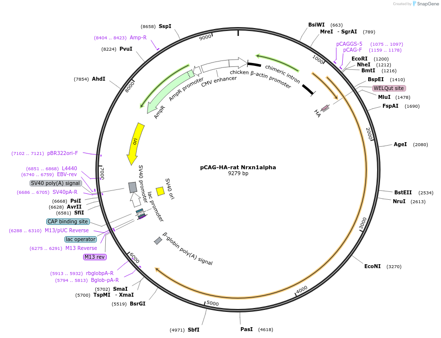 58266-plasmid-map-sequence-id-346984