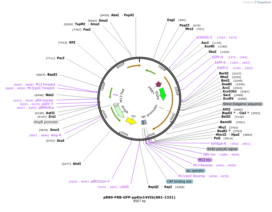174638-plasmid-map-sequence-id-346987