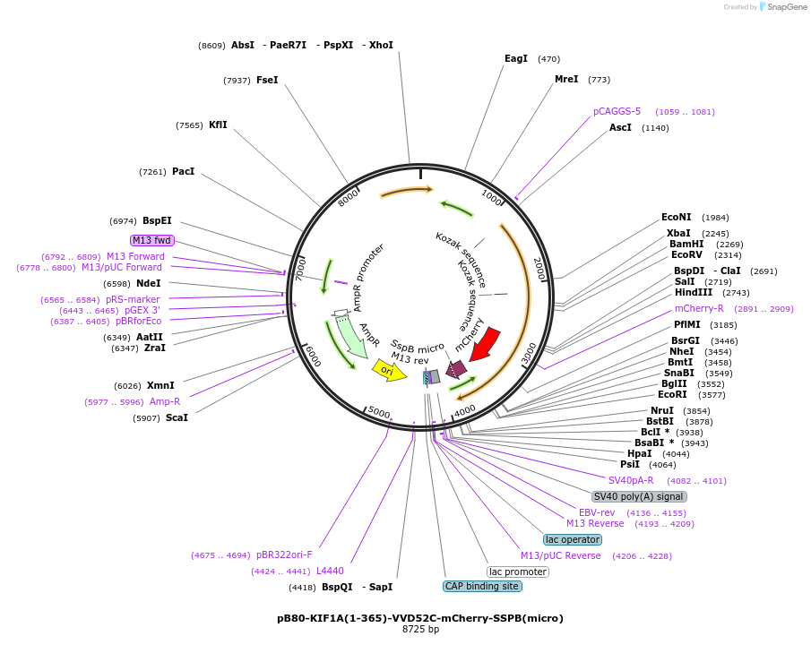 174633-plasmid-map-sequence-id-346989