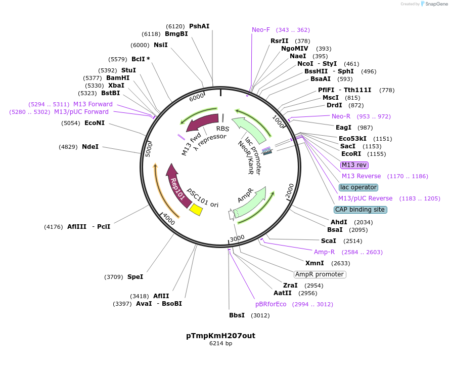 176231-plasmid-map-sequence-id-347006