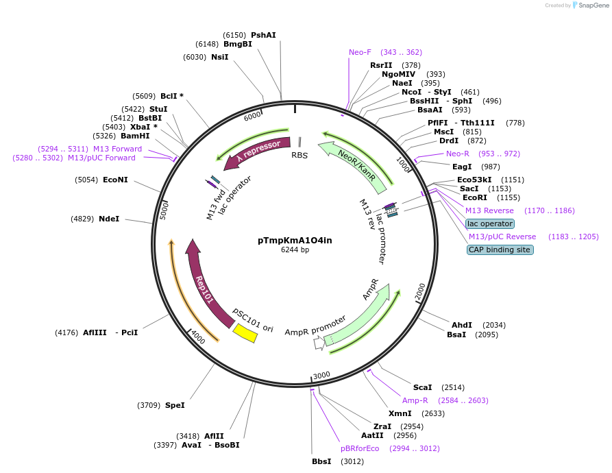 176232-plasmid-map-sequence-id-347007
