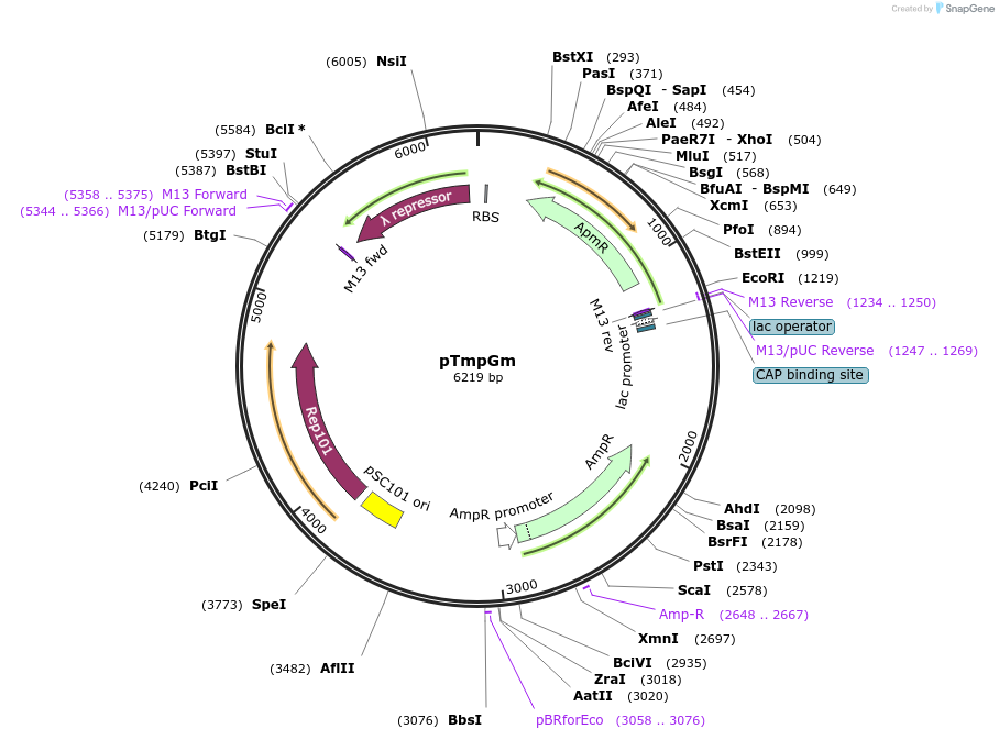 176229-plasmid-map-sequence-id-347009