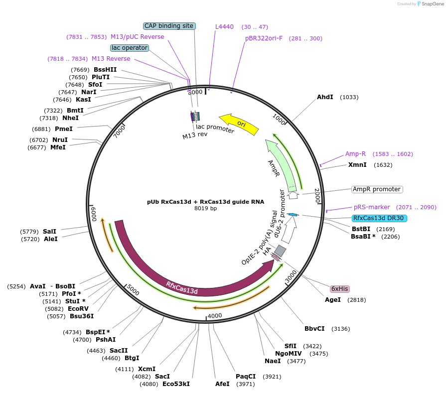 176303-plasmid-map-sequence-id-347012