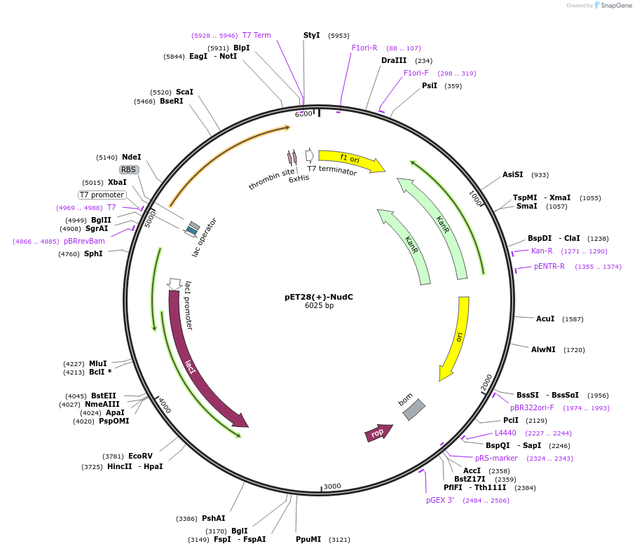 175022-plasmid-map-sequence-id-347014