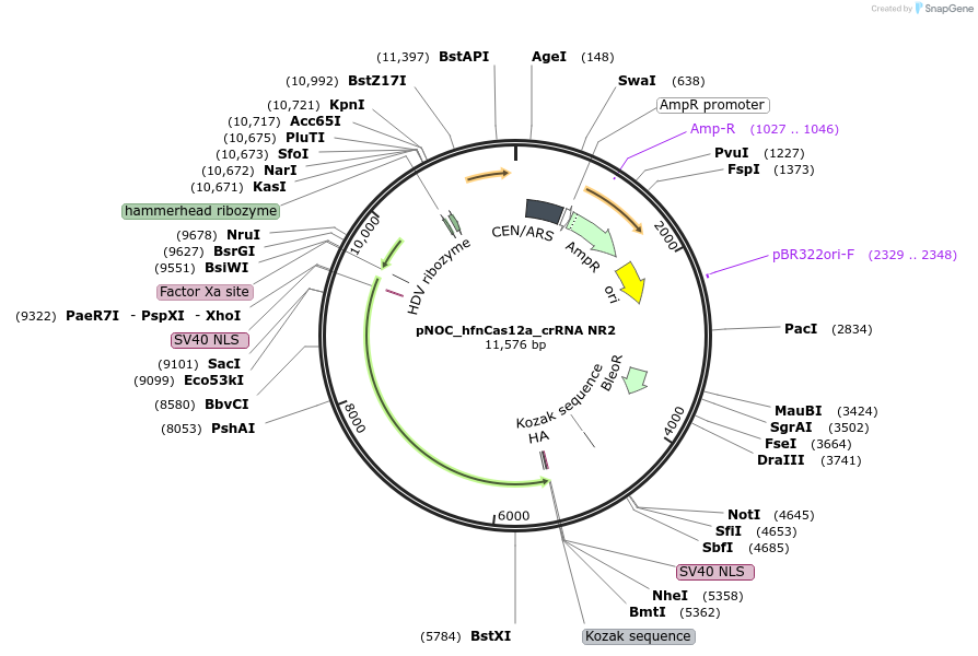 176248-plasmid-map-sequence-id-347016