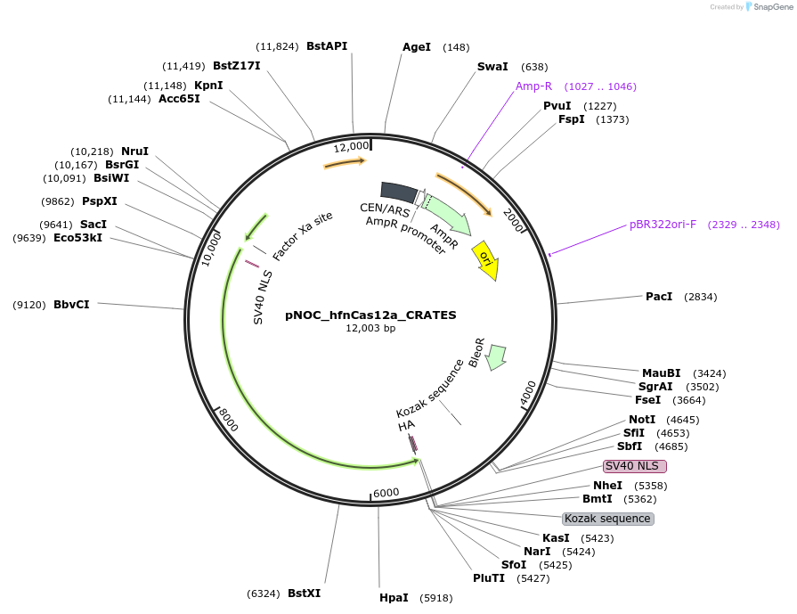 176251-plasmid-map-sequence-id-347017