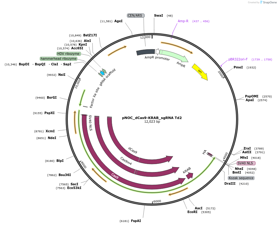 176264-plasmid-map-sequence-id-347050