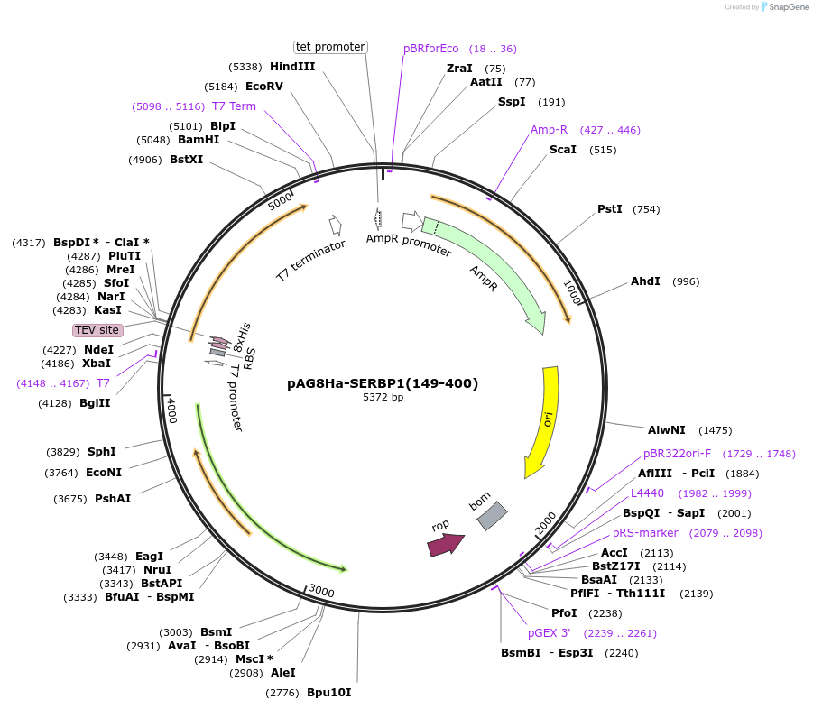 176516-plasmid-map-sequence-id-347057