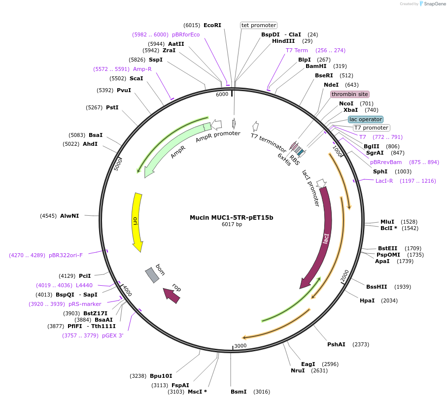 174694-plasmid-map-sequence-id-347061