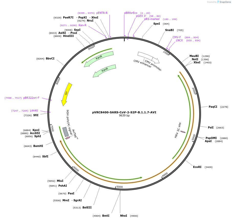 176325-plasmid-map-sequence-id-347062