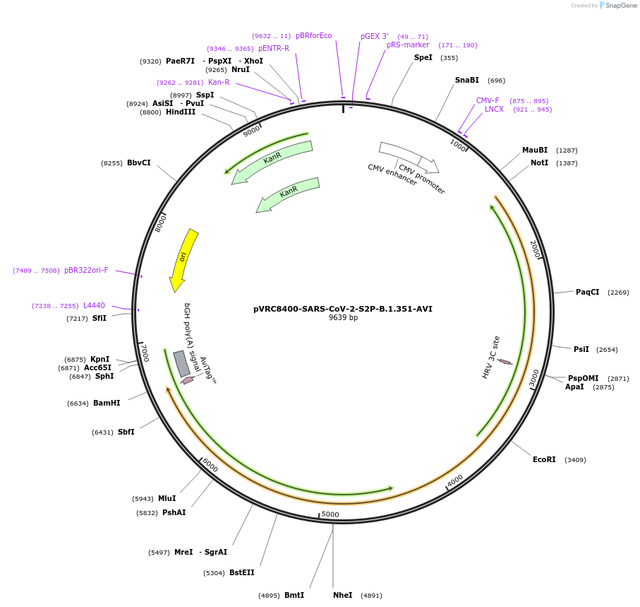 176326-plasmid-map-sequence-id-347063