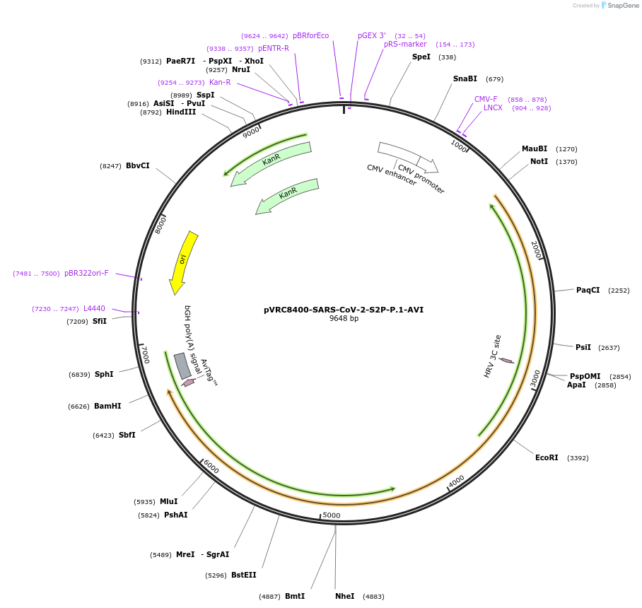 176327-plasmid-map-sequence-id-347067