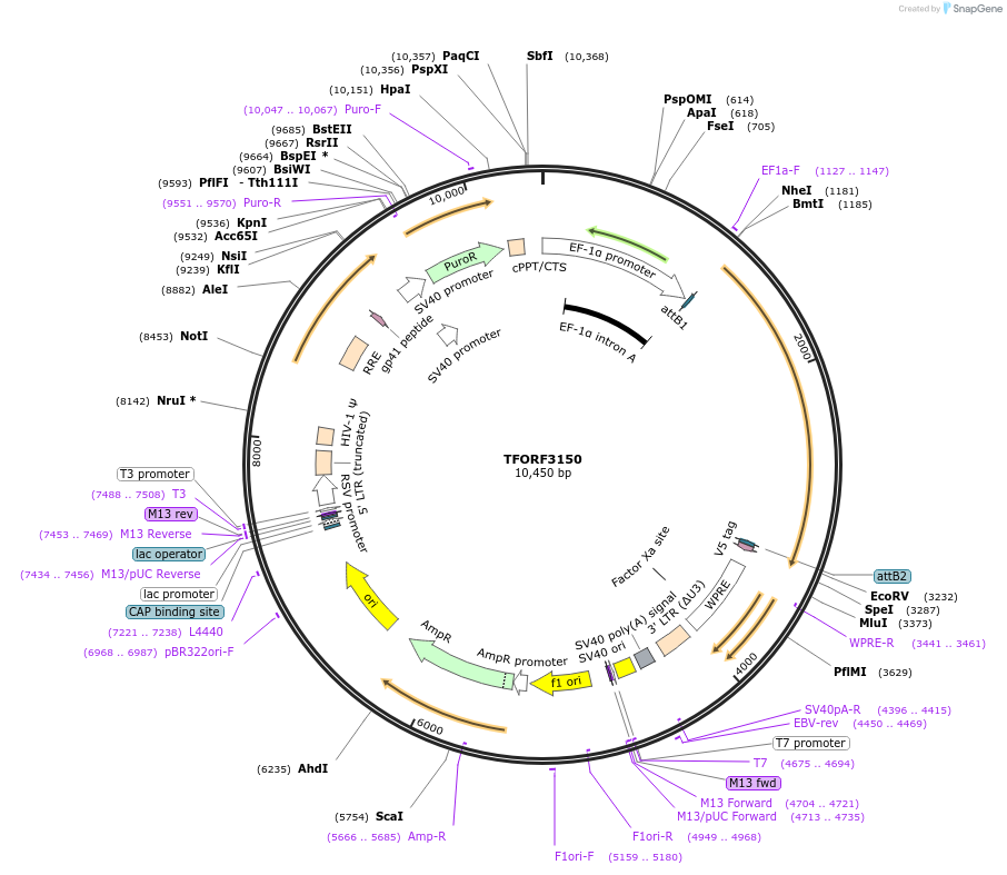 144626-plasmid-map-sequence-id-347071