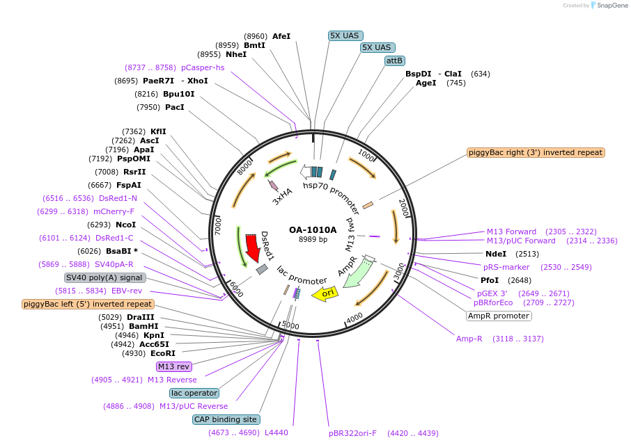 176078-plasmid-map-sequence-id-347128