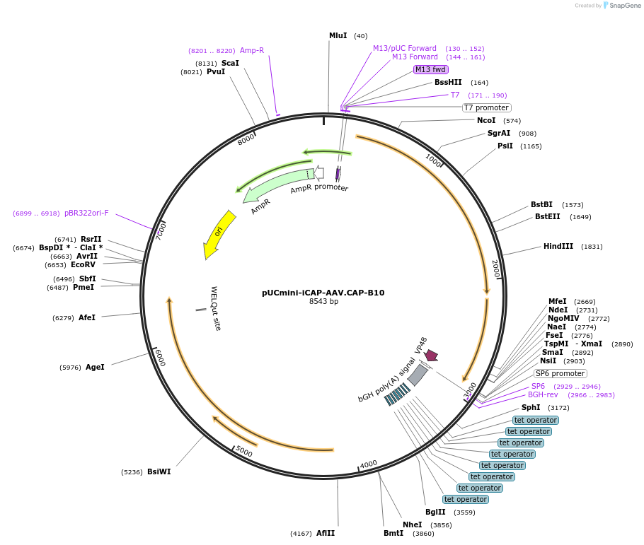 175004-plasmid-map-sequence-id-347131