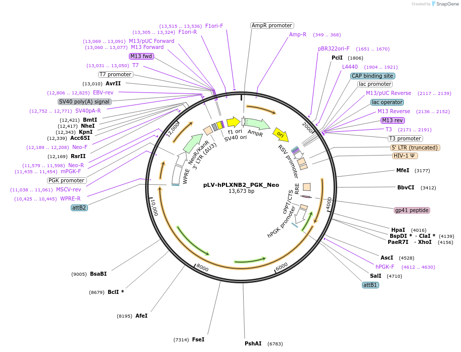 176848-plasmid-map-sequence-id-347137