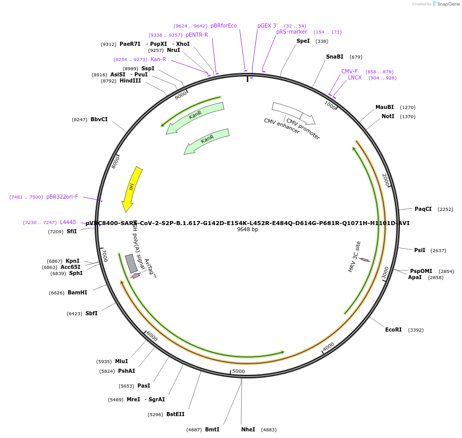 176332-plasmid-map-sequence-id-347141