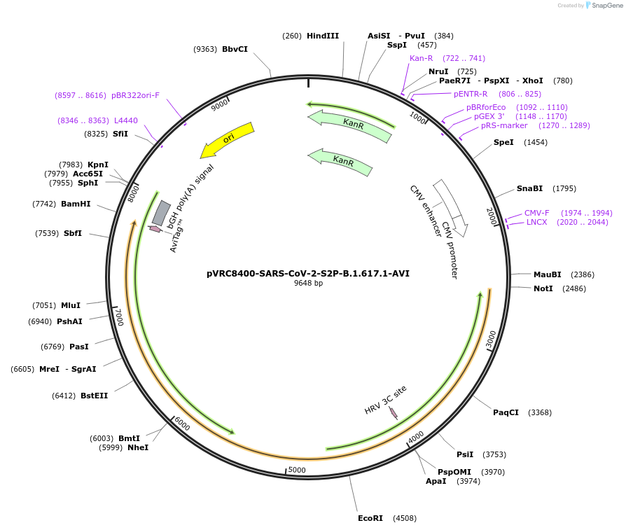 176333-plasmid-map-sequence-id-347142