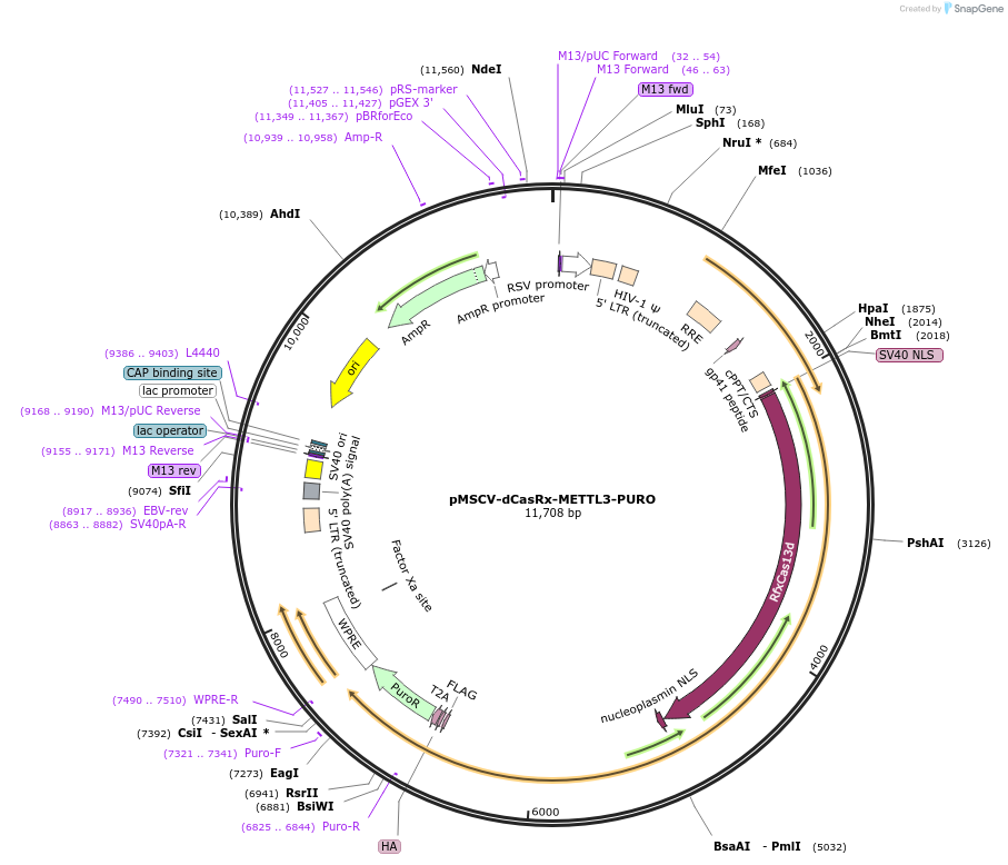174218-plasmid-map-sequence-id-347143
