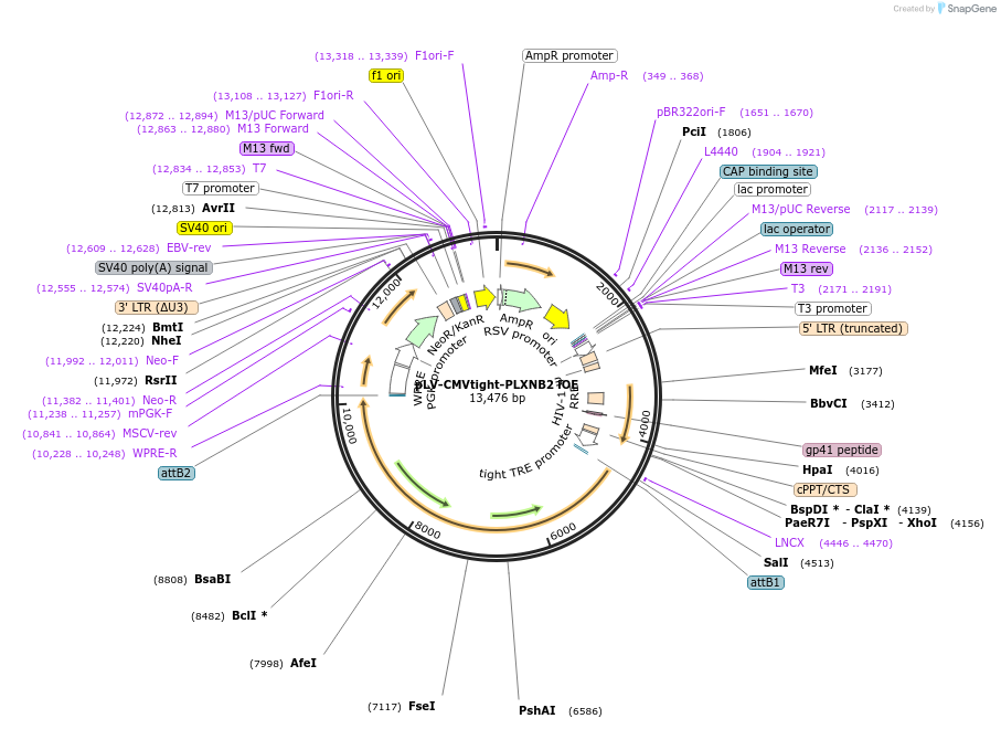 176849-plasmid-map-sequence-id-347147