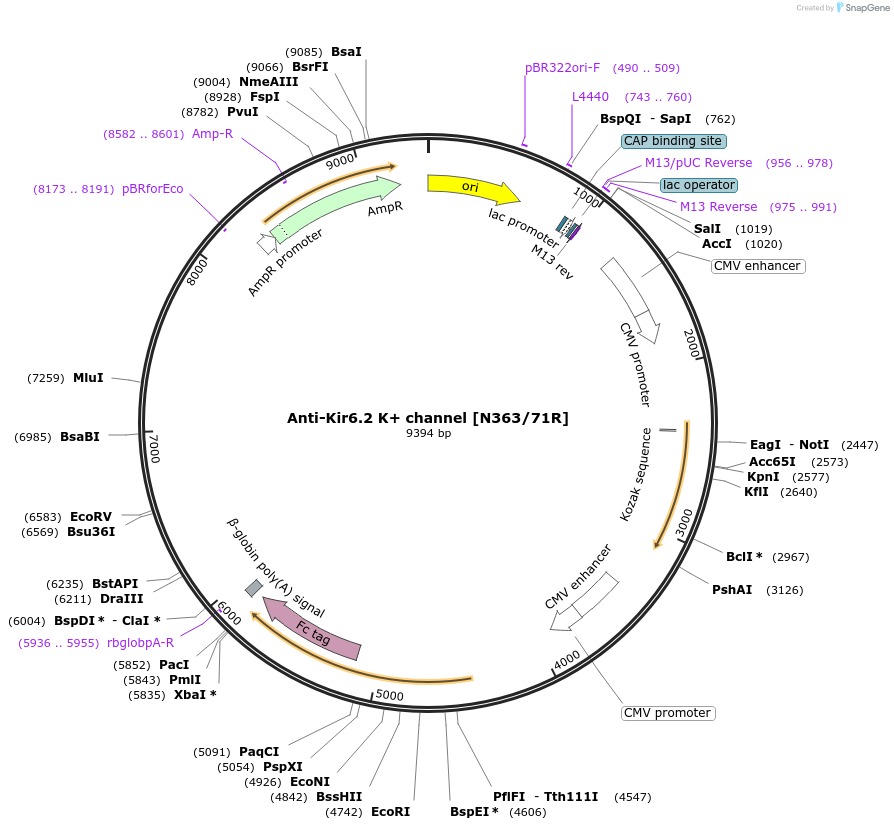 177535-plasmid-map-sequence-id-347152