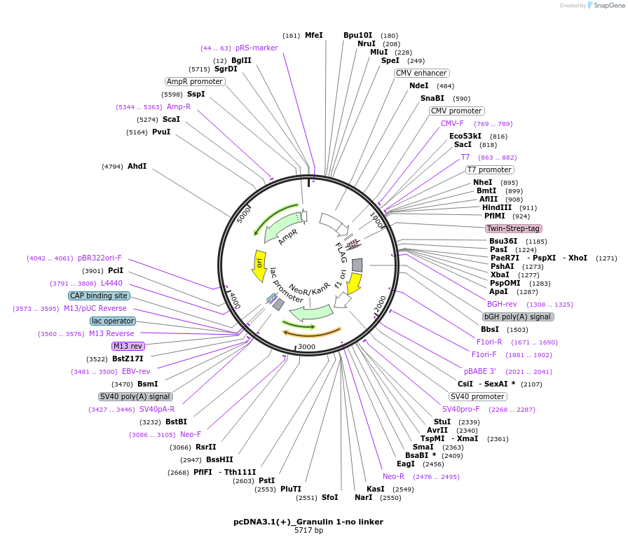 176919-plasmid-map-sequence-id-347159