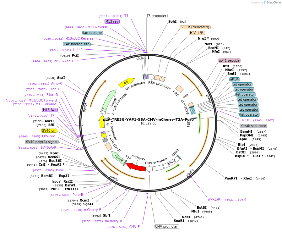 176851-plasmid-map-sequence-id-347165
