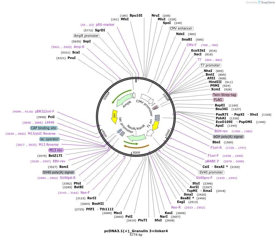 176922-plasmid-map-sequence-id-347167