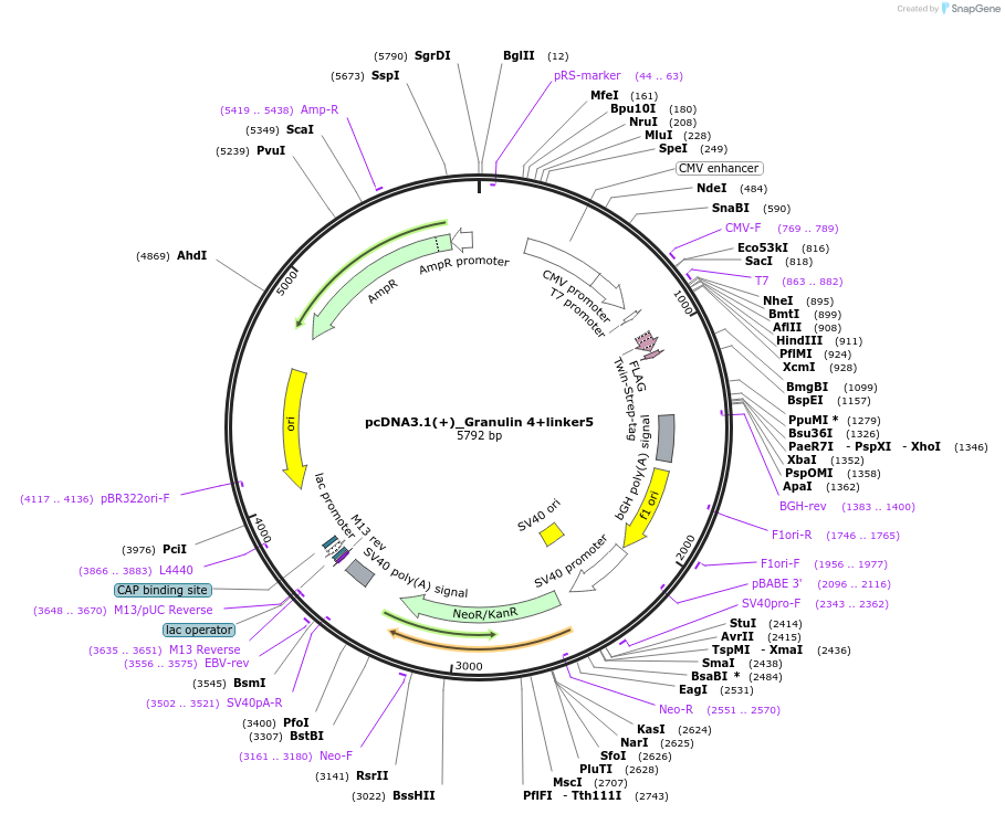 176924-plasmid-map-sequence-id-347169