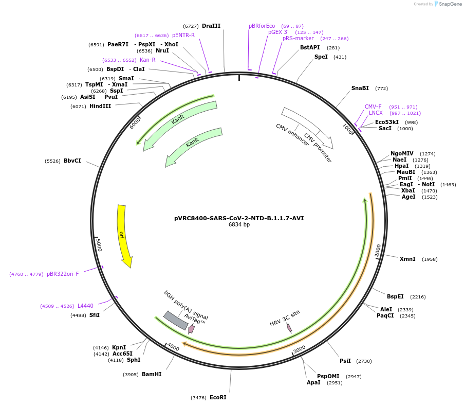 176424-plasmid-map-sequence-id-347179