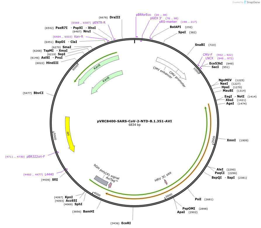 176426-plasmid-map-sequence-id-347180